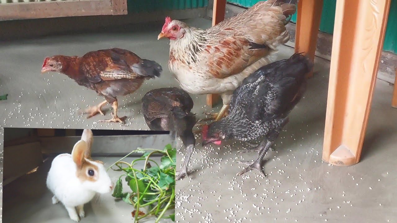 Rabbits and chicken chicks feeding video