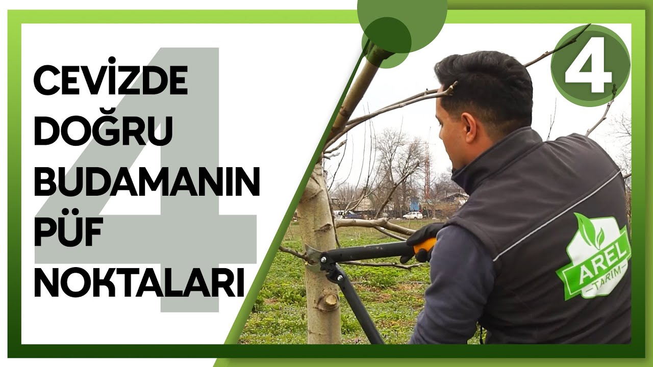 4 YAŞINDA YANLIŞ BUDANMIŞ BİR CEVİZİN, DOĞRU ŞEKİLDE BUDANMASI.