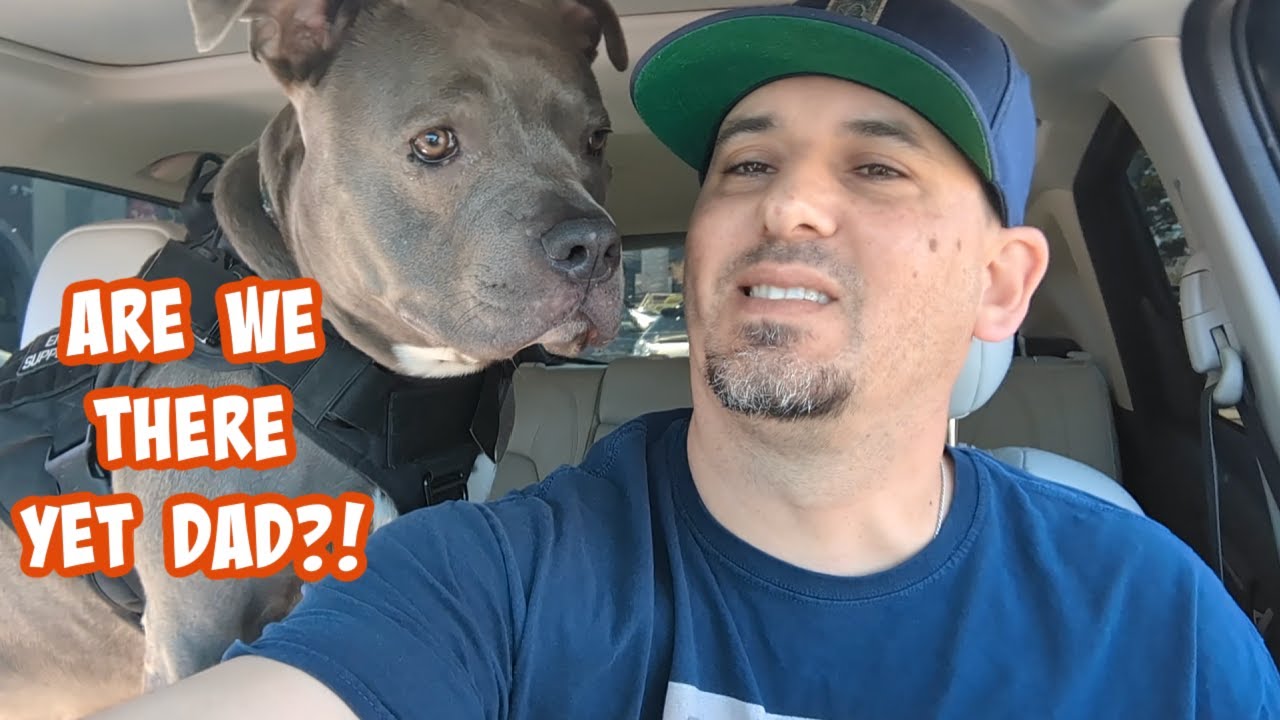 Watch This Pitbulls Daily Adventure To PetSmart