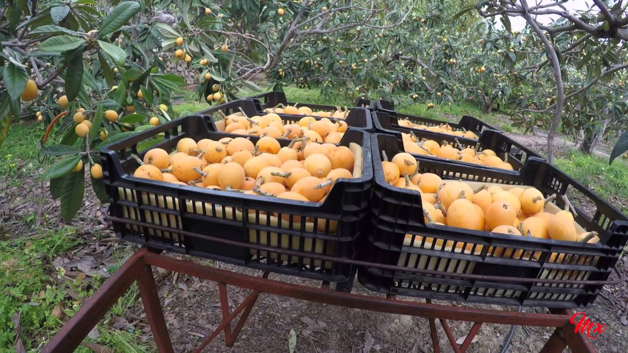 Recolectar y envasar Níspero Callosa d'en Sarrià