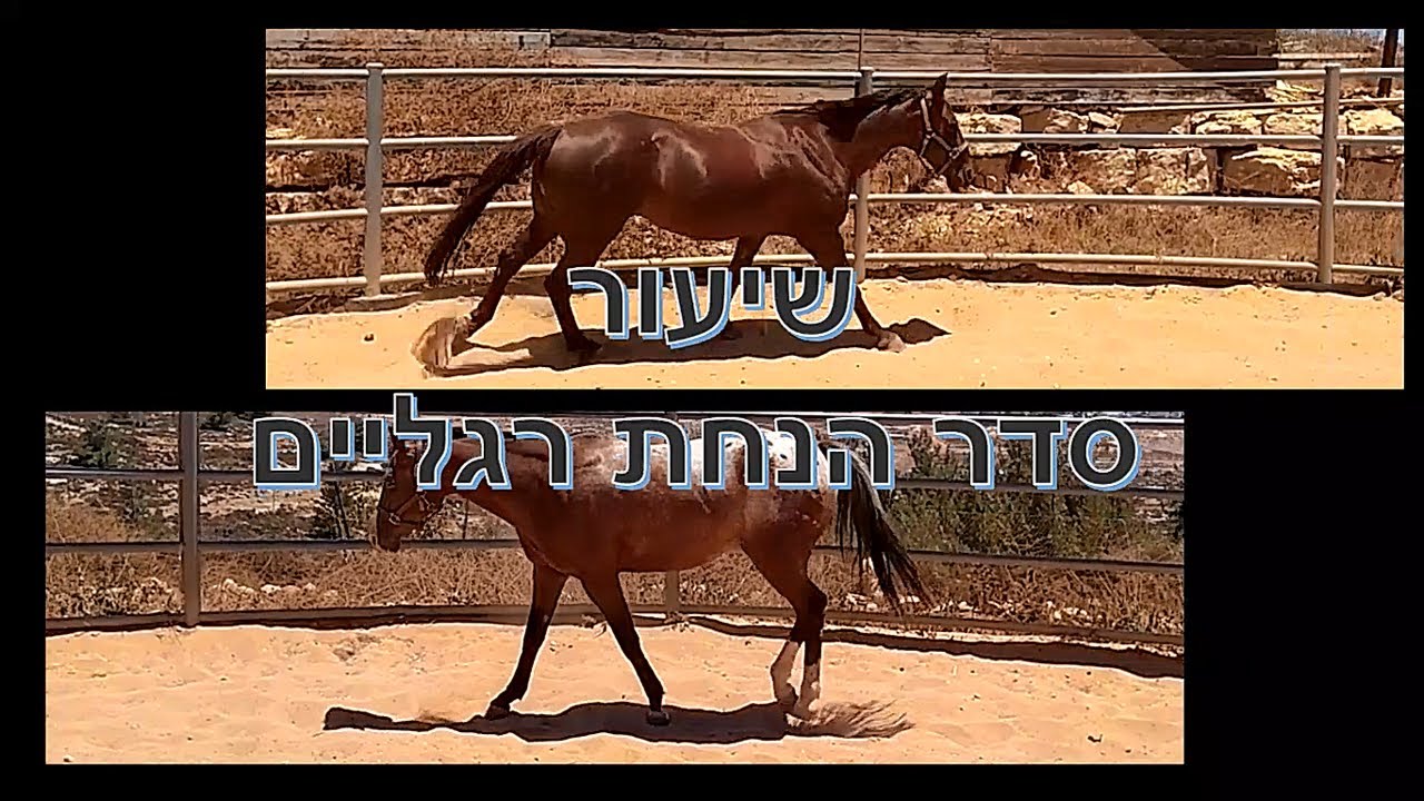 שיעור סדר הנחת הרגליים של הסוסים