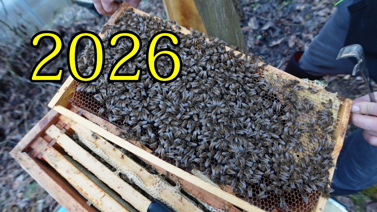 Starke Völker, schwere Verluste – ehrlich aus der Praxis