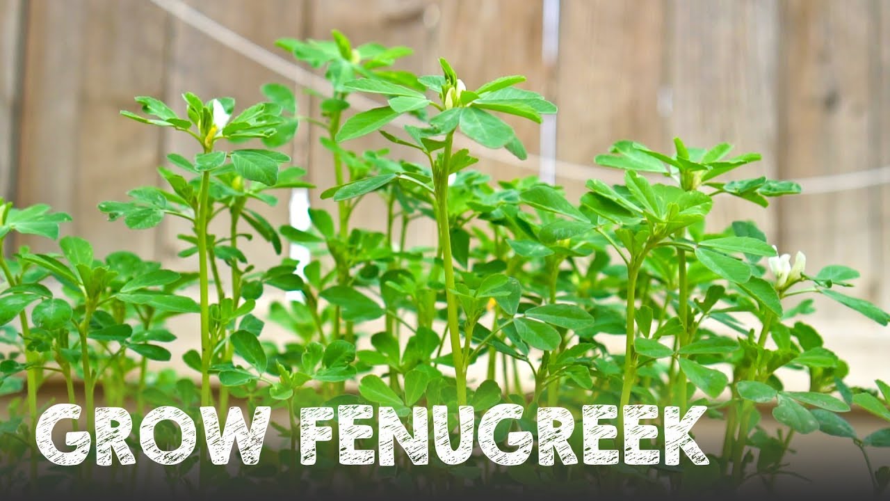 How to Grow Lots of Fenugreek | Methi