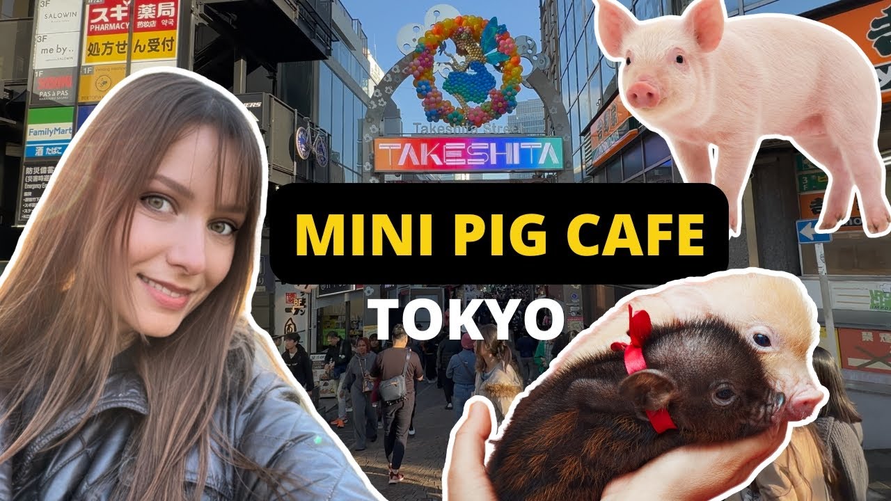 Micro Pig Cafe Tokyo &mdash; СТОИТ ЛИ ТОГО?