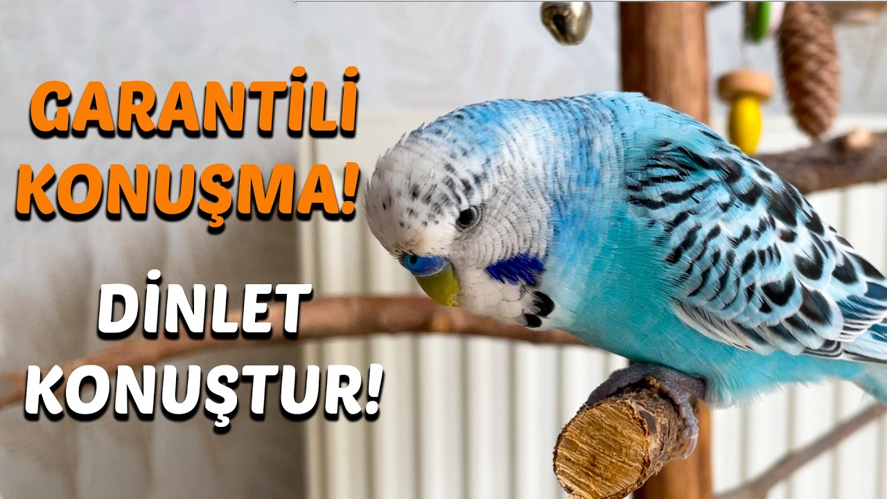 Garanti Sonu&ccedil;lar! Konuşan Muhabbet Kuşu Eğitimi: Dinlet, Muhabbet Kuşunu Konuştur!