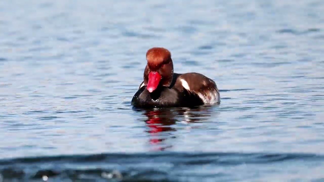 Kolbenenten / Red-crested Pochard