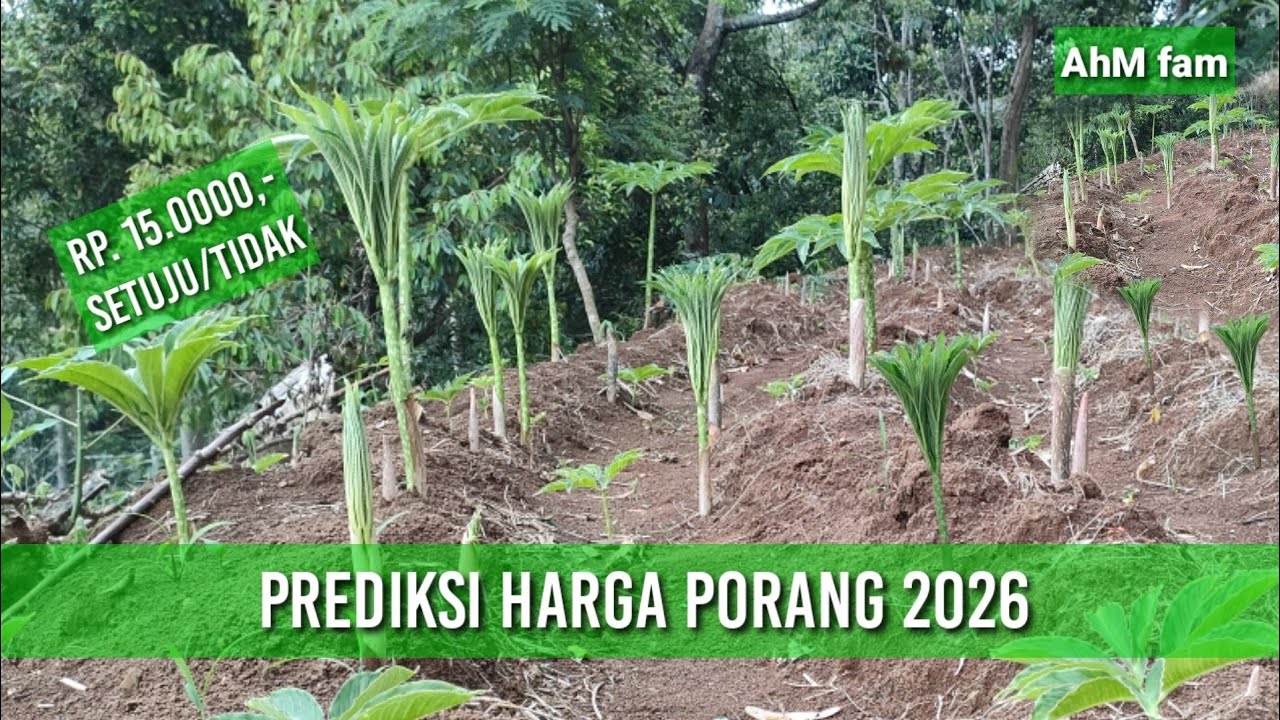 PREDIKSI HARGA PORANG 2026