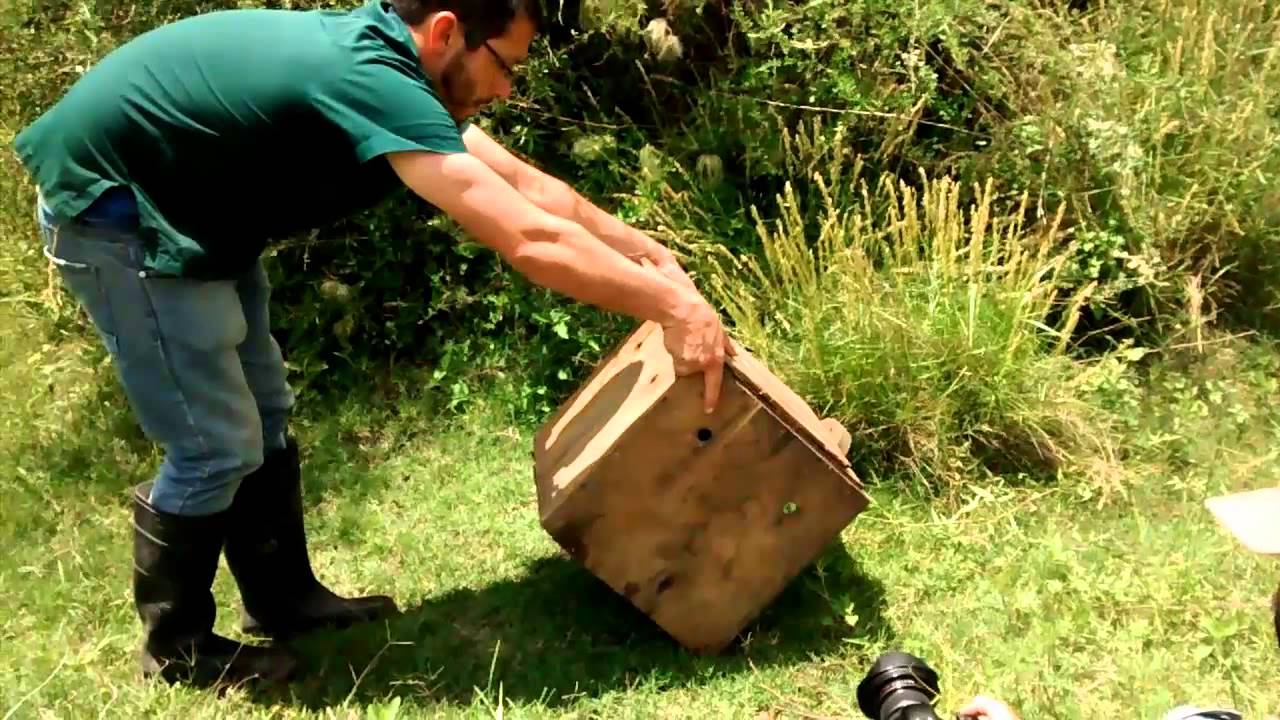 Liberación de Gato Montés