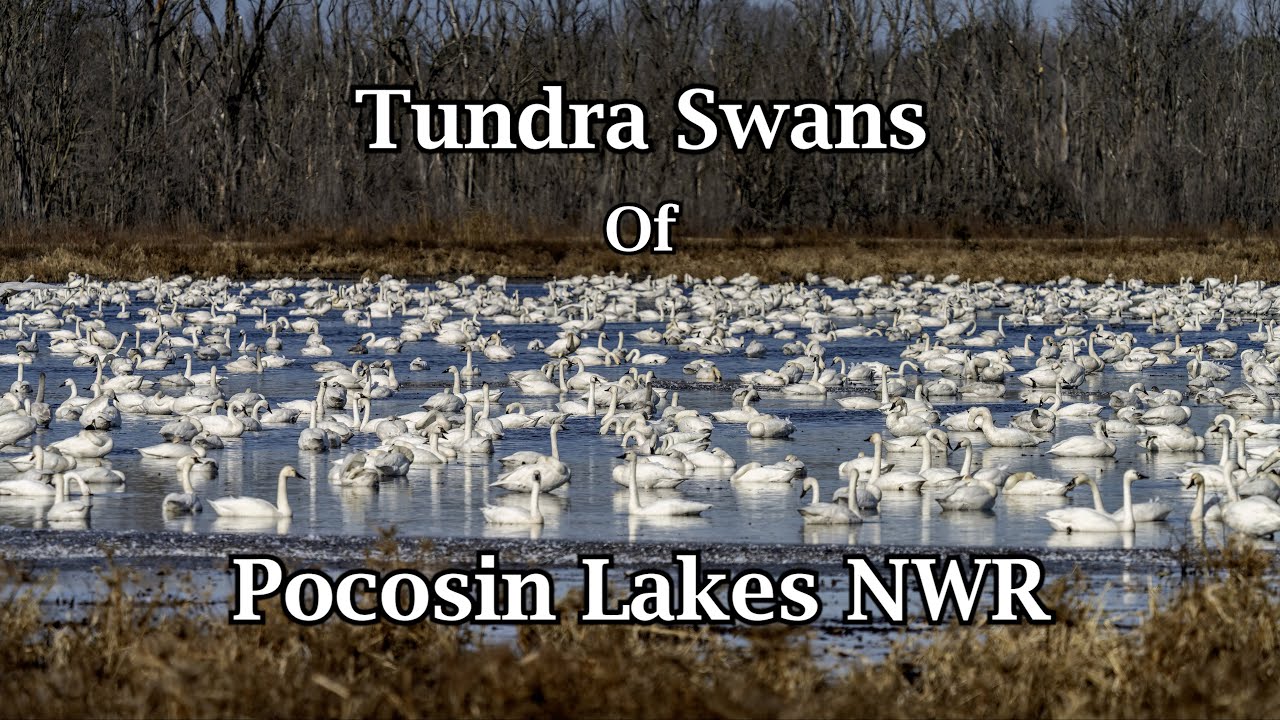Tundra Swans of Pocosin Lakes NWR