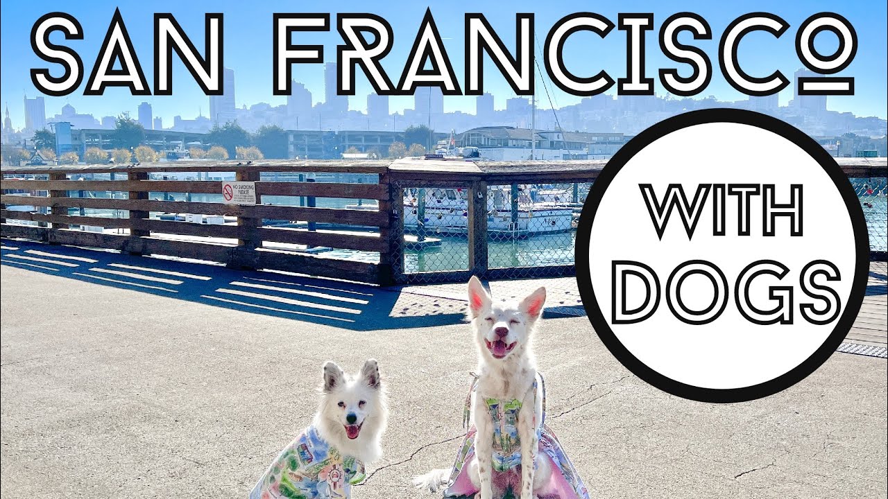San Francisco in 2 Days with Dogs