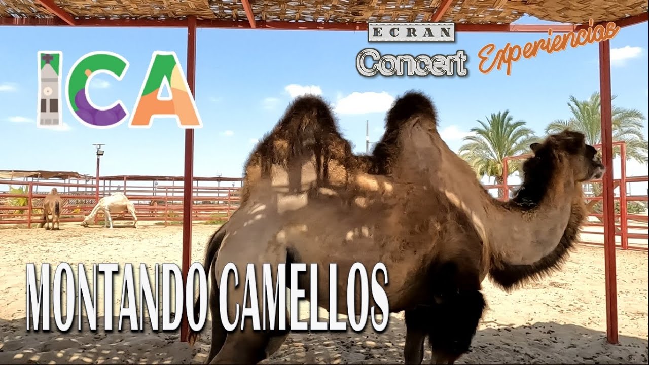 🇵🇪 UN PEDAZO DE ARABIA EN ICA - PERÚ, camellos, jeques y odaliscas a pocas horas al sur de LIMA