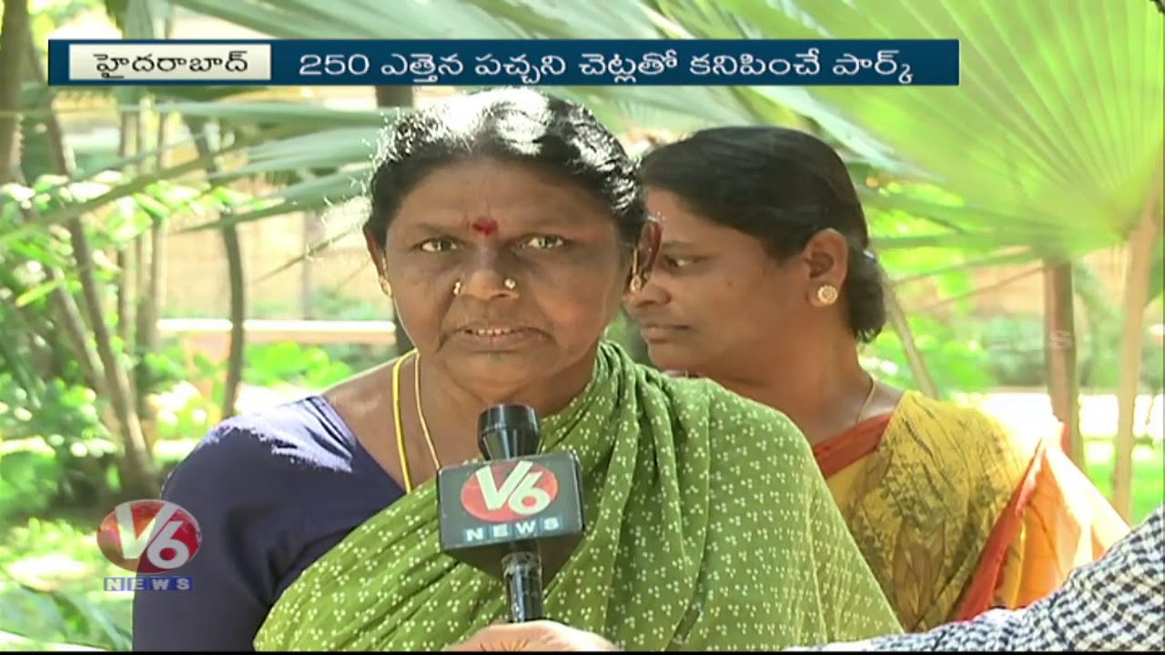Special Story On Malakpet Palmetum Park | 120 Varieties Of Palm Trees | V6 News