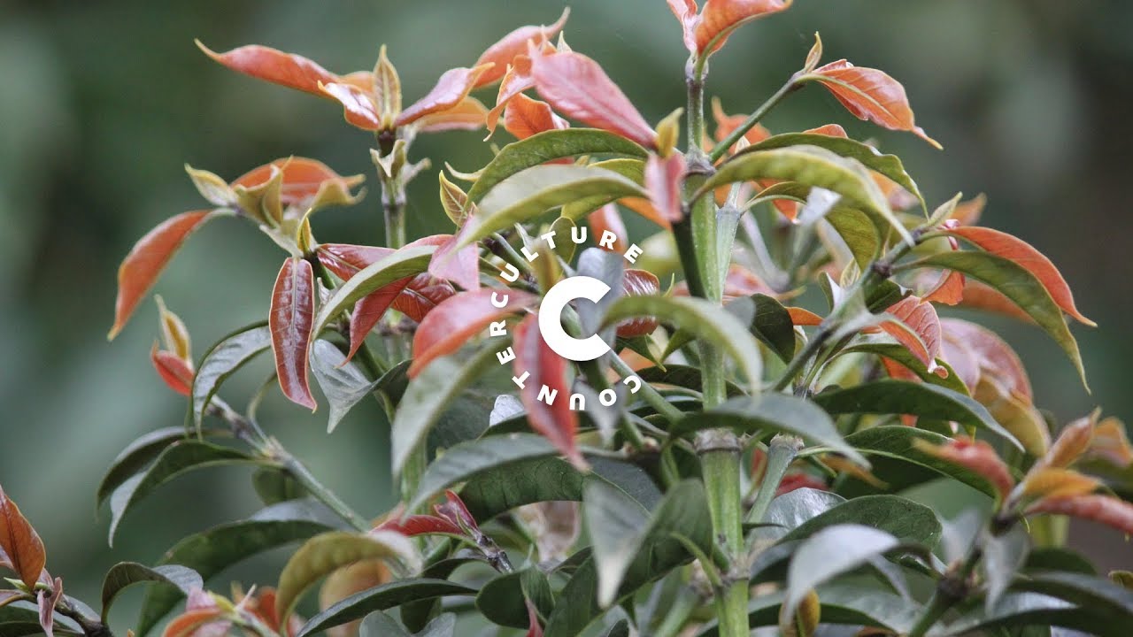 Getu Bekele on Ethiopian Coffee Varieties