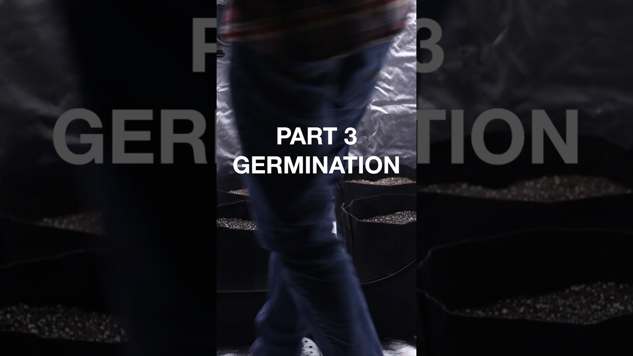 Germination