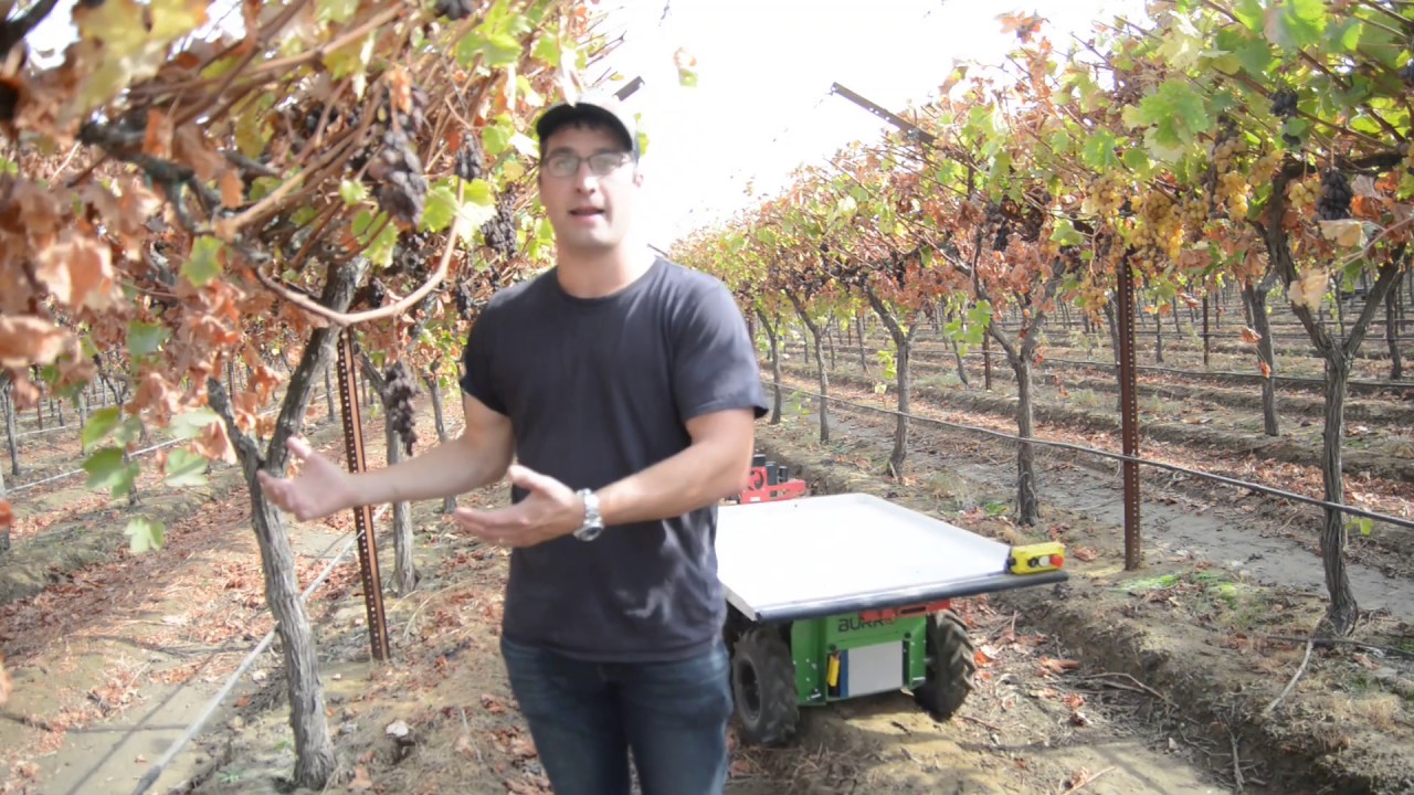 Table grape vineyards - setup for Burros