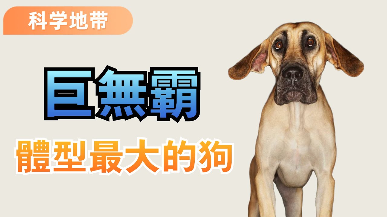 世界上體型最大的8種狗，每一隻都是狗中&ldquo;巨無霸&rdquo;