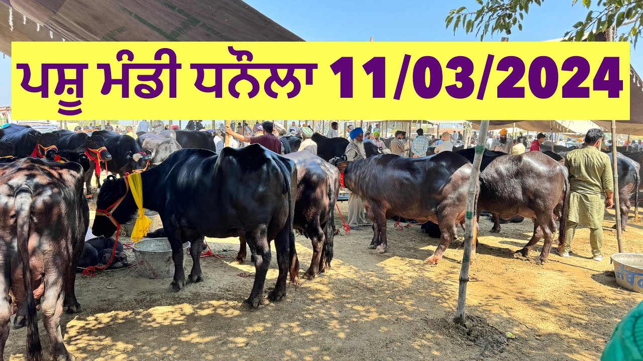 ਪਸ਼ੂ ਮੰਡੀ ਧਨੌਲਾ / Pashu mandi Dhanaula / 11/03/2024 / Raman Adampura