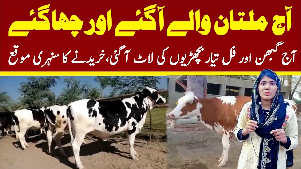 Australian Heifers In Multan | Lahori Cattle Farm | Pregnant Bachrian