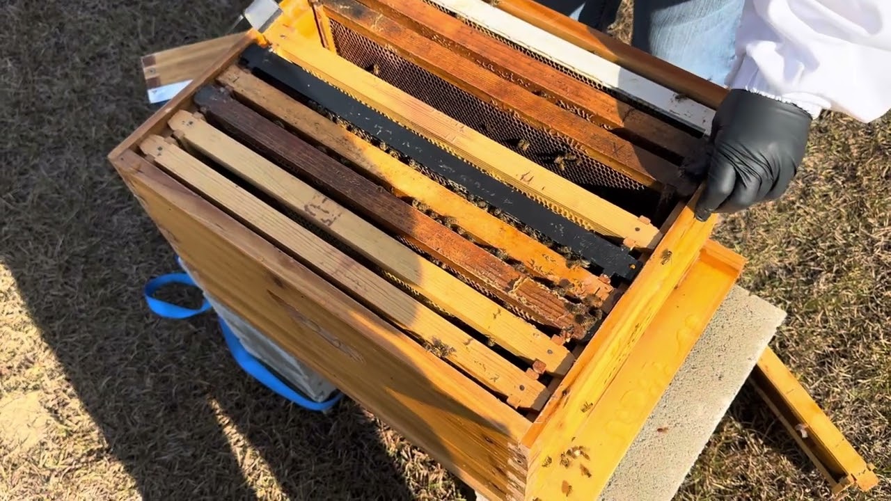 New Hive Inspection 2
