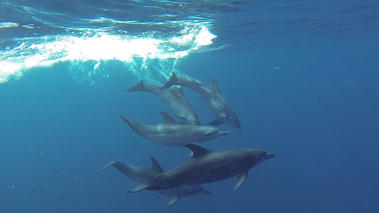 Swimming with a pod of Atlantic Spotted Dolphins