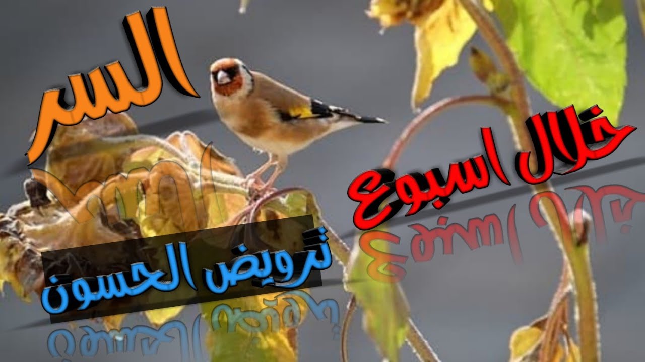 السر ترويض الحسون البري أو صيد جديد يخفيه عليك المحترفون خلال اسبوع (مقنين) دون تجويع بأسهل طريقة