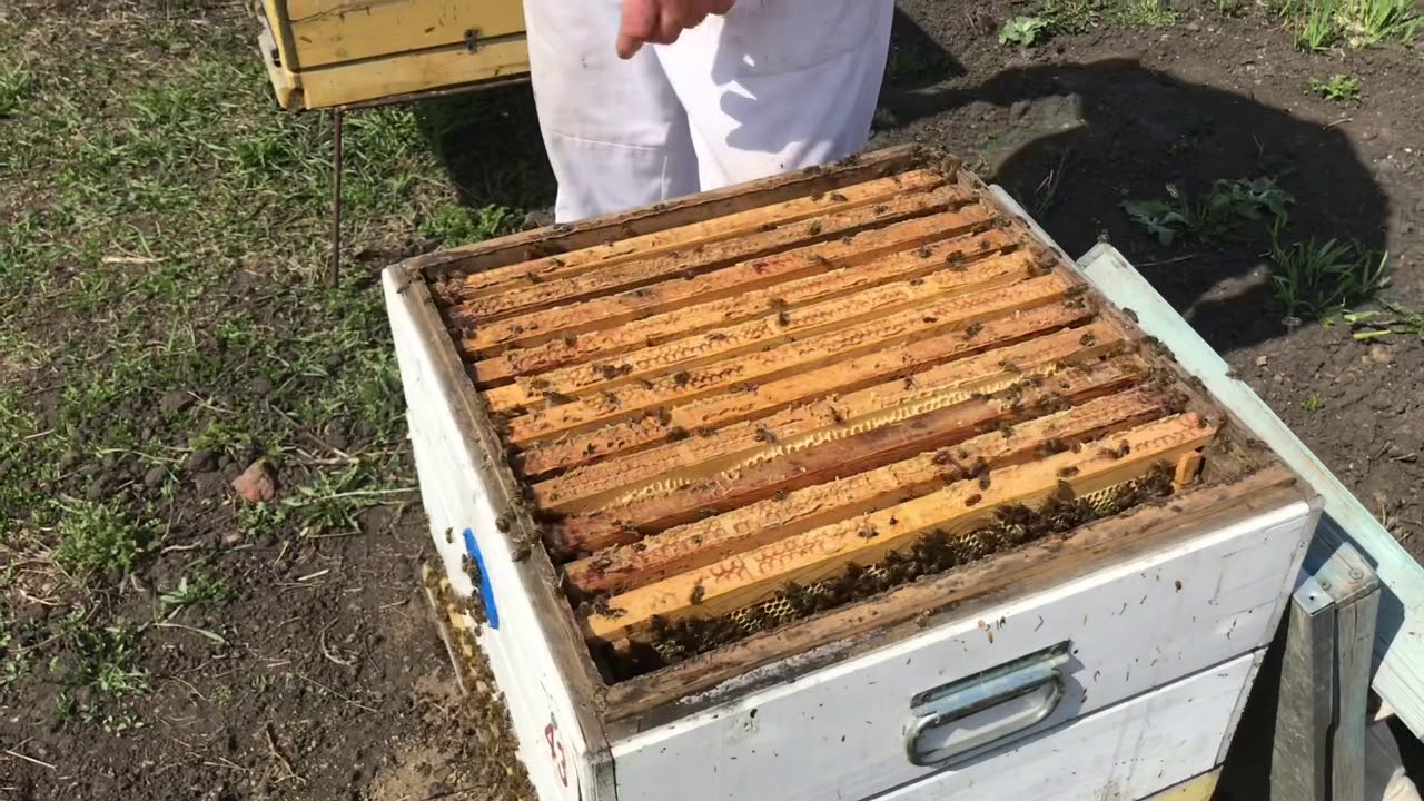 Аномальная жара в Сибири. Пчёлы в шоке, и пчеловоды.