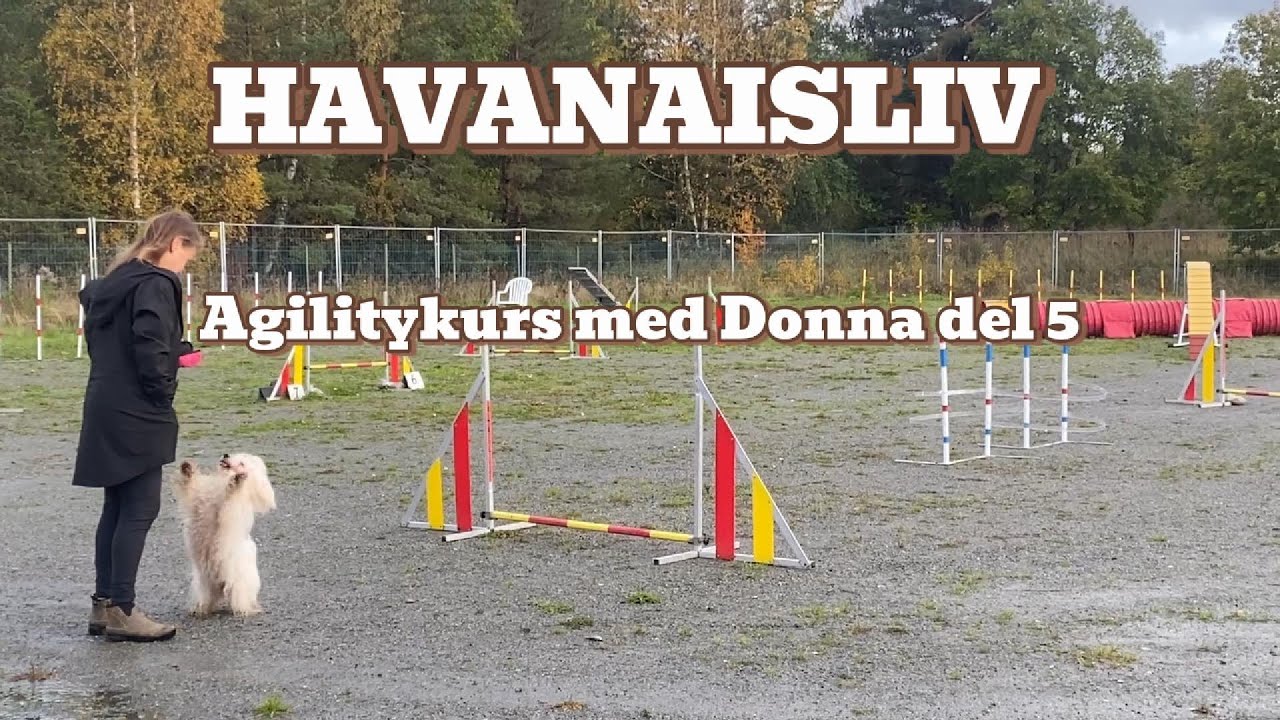 Agilitykurs med Donna del 5