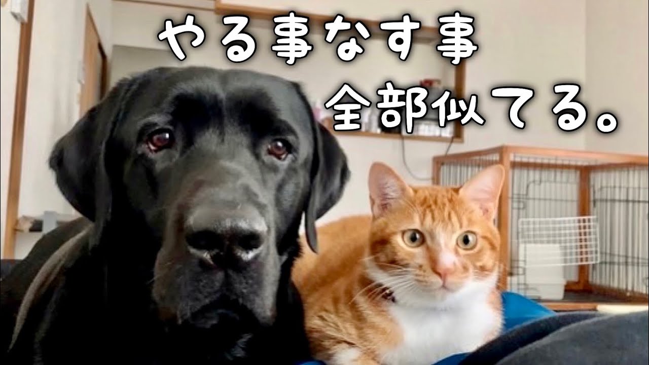 ラブラドールレトリバーに育てられた猫はこうなります【総集編】