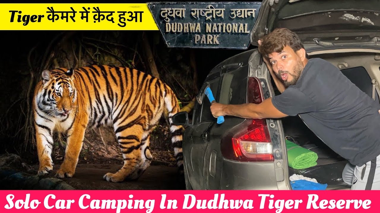Tiger & Leopard दोनों कैमरे में क़ैद हुए | Solo Car Camping in Dudhwa National Park #camping #tiger