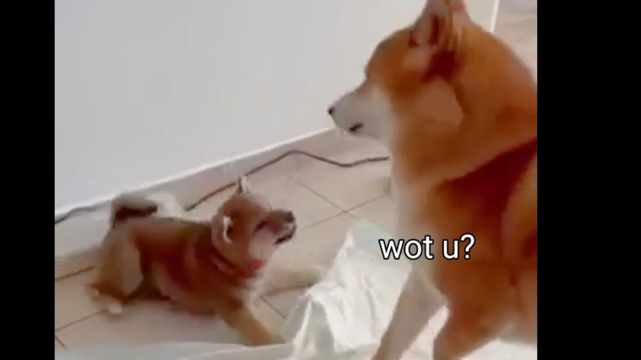 Shiba Inu dad meeting his puppy for the 1st time ❤️ [Kai Meeting His Kid!]
