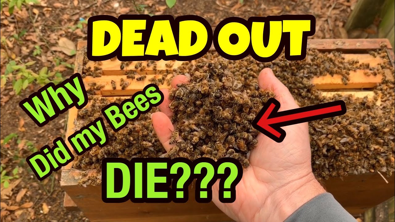 BEEKEEPER ERROR - WHY did my Honey Bees DIE?