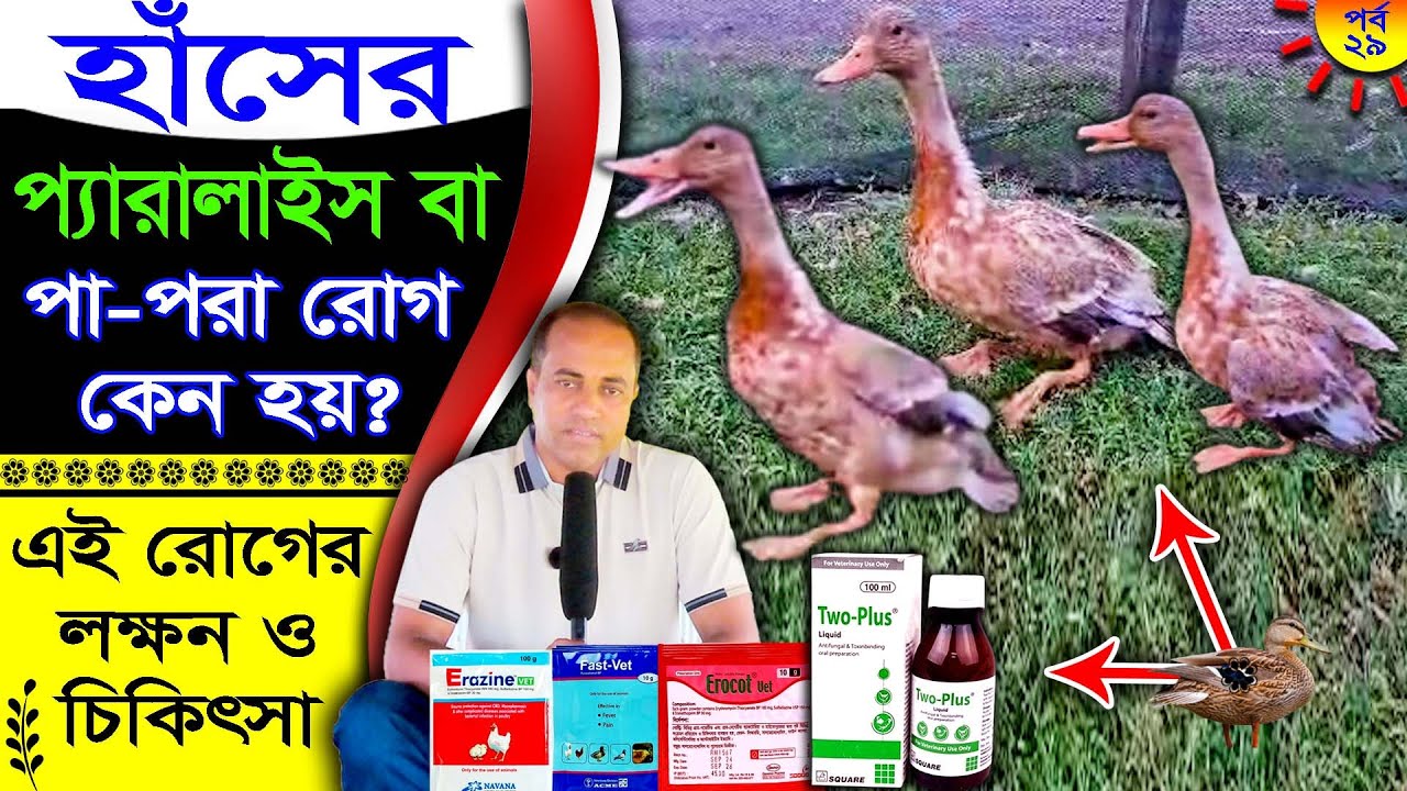 হাঁসের প্যারালাইসিস বা  পা পড়া রোগের লক্ষণ কি? | এই রোগের সঠিক ঔষধ ও চিকিৎসা | SHK হাঁসের খামার