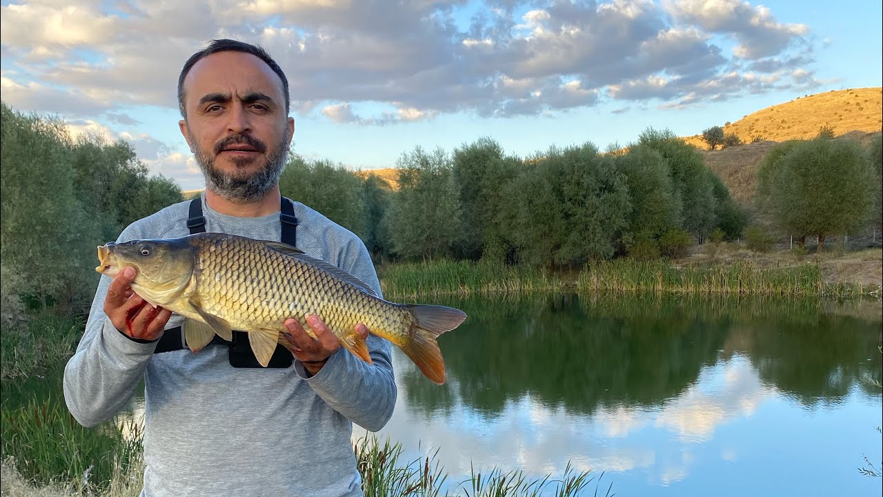 SAZAN AVI ŞAMANDIRA İLE