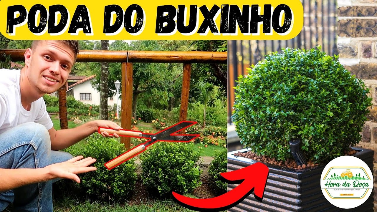 Jeito CERTO para podar o BUXINHO (MANUTENÇÃO E FORMAÇÃO)
