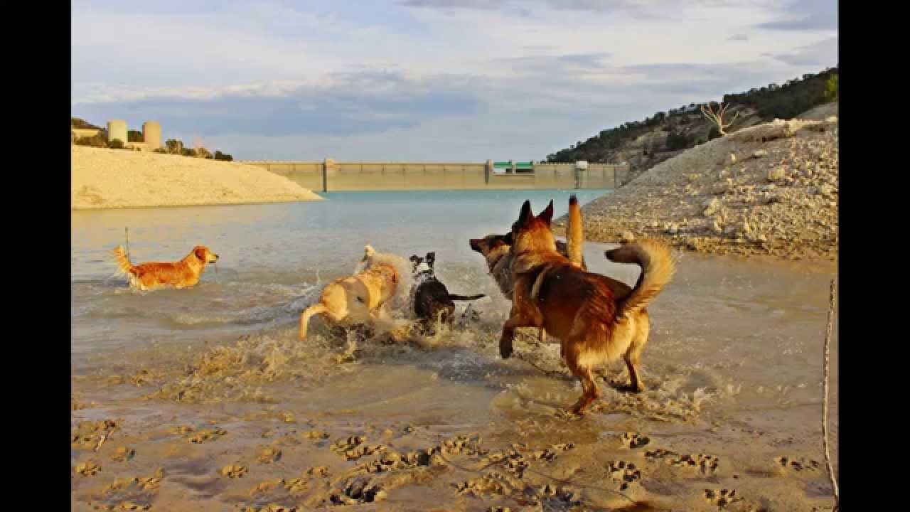 Tu perro no es un problema Senderismo con perros benidorm 1 año