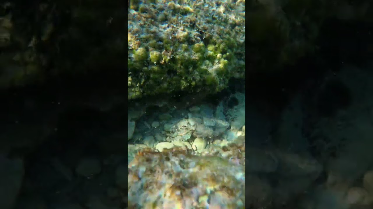 Seppie da paura😳😱🥰 #gopro #shorts #see #octopus #seppia #apnea #explore #travel #italy #pesca