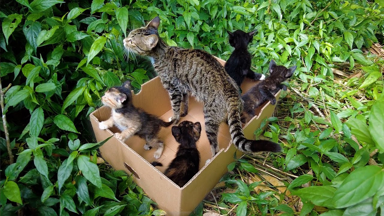 Kittens’ First Garden Adventure 🌿 Double Demi Cat