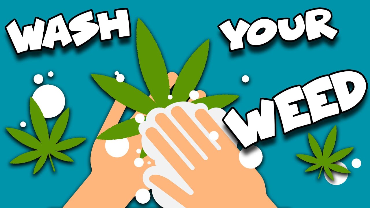 WASHING YOUR WEED - How & Why To Wash Outdoor or Dirty Cannabis