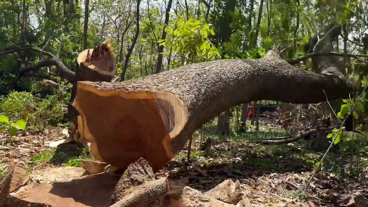 The last tree makes panic !!️ C cut down 2 tall trees in the garden.