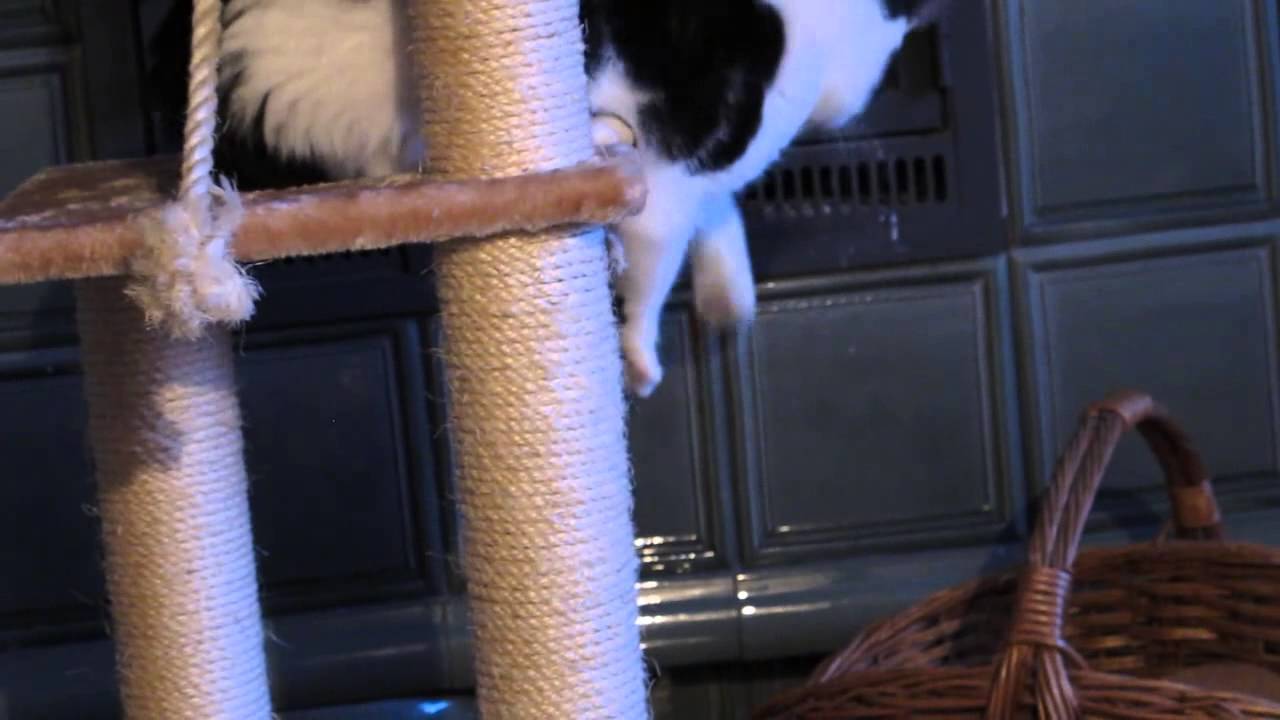 Blinde Katze  blind cat
