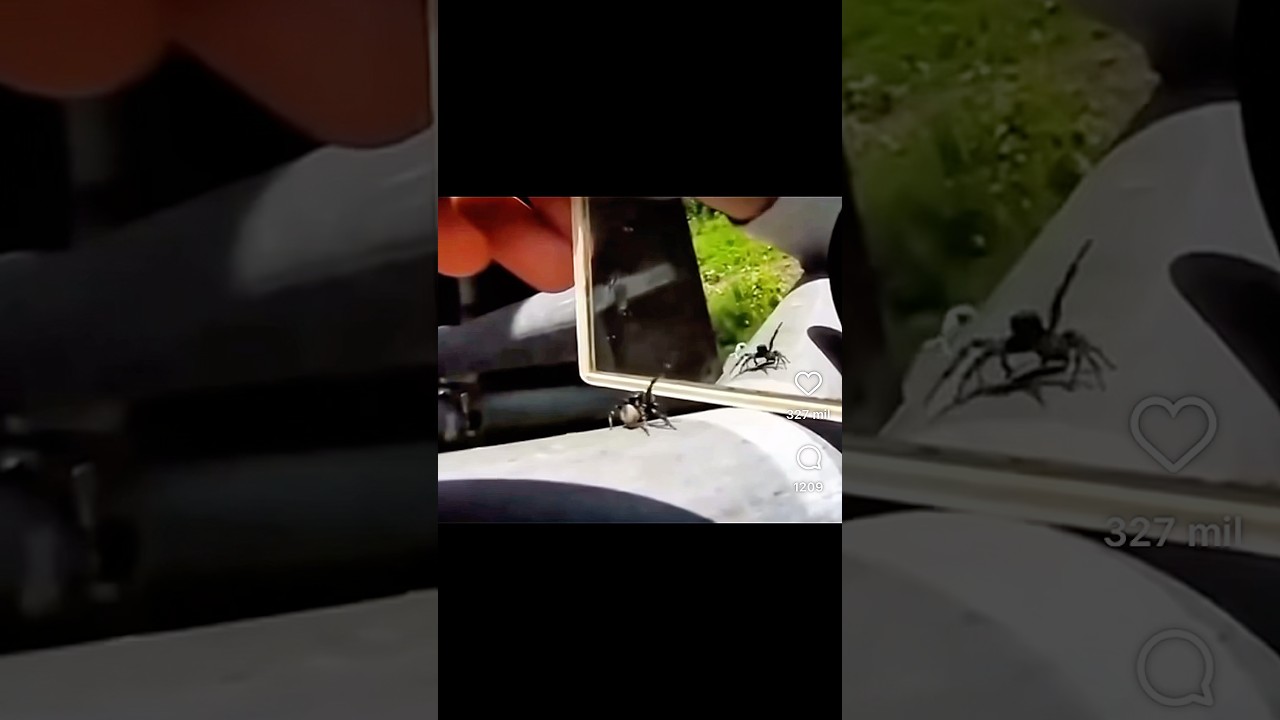 La prueba del espejo y la identidad animal