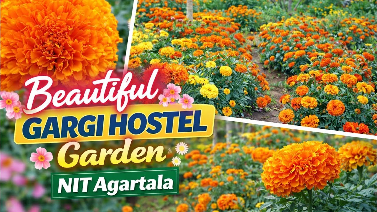 Beautiful Flowers in Gargi Hostel Garden 🌺🌸🌷💐 | NIT Agartala Campus #love #life #nature #god #india 