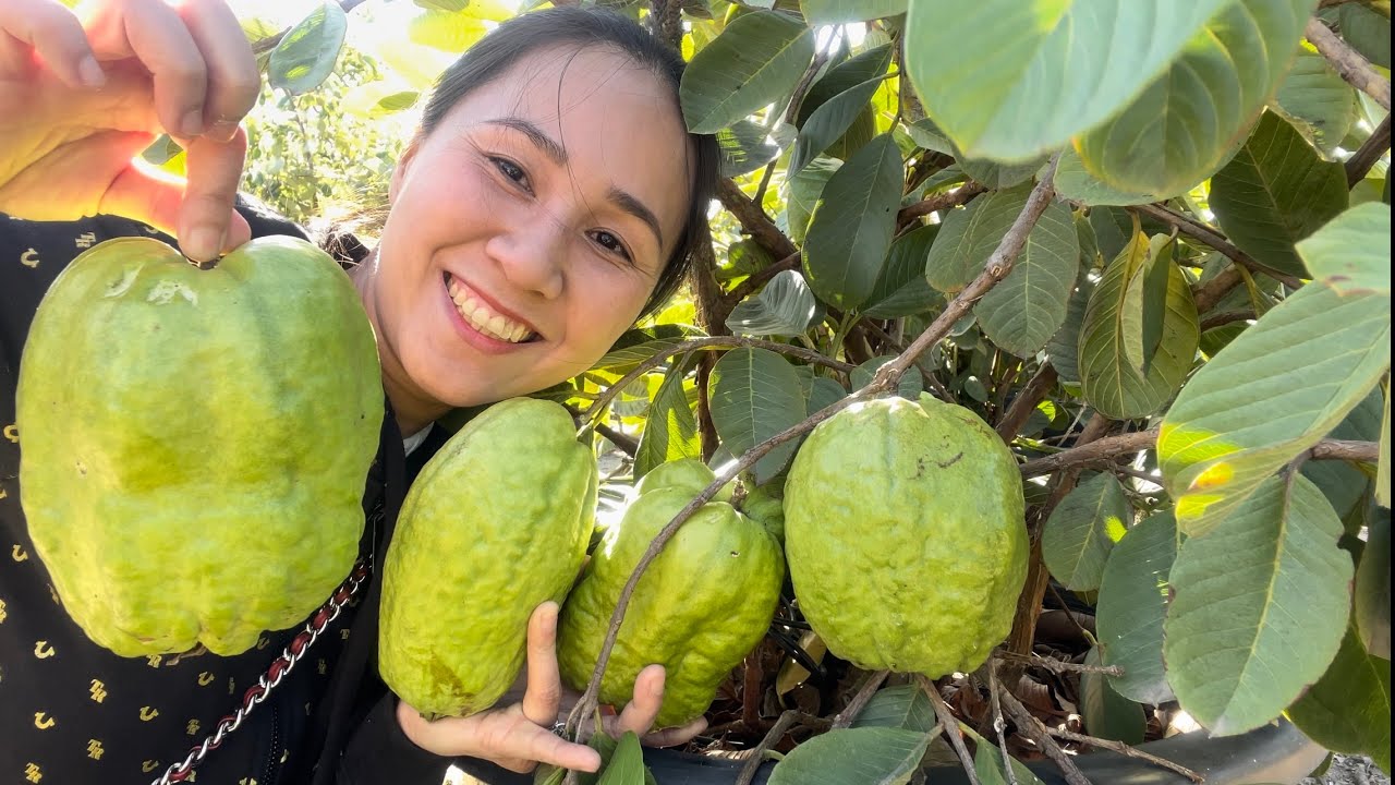 Thăm Vườn Magnolia Thu Hoạch  Ổi Thái, Ruby Thái, Ruby Đài Loan, Mãng Cầu và Nhiều Giống Cây On Sale