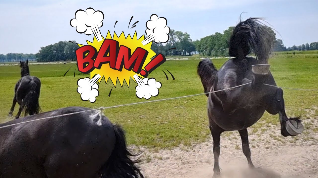 Get rid of intruders!!! BAM | Friesian Horses
