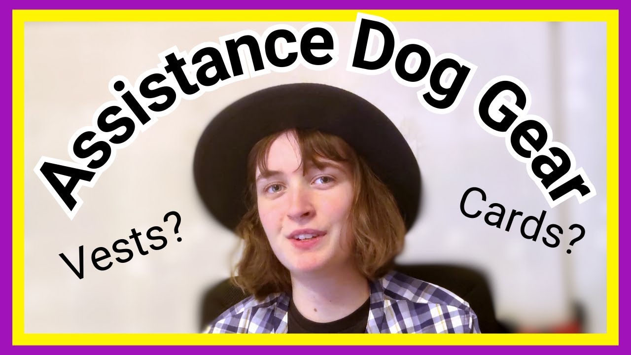 What Gear do you need as an Assistance Dog Handler? (Service Dog)