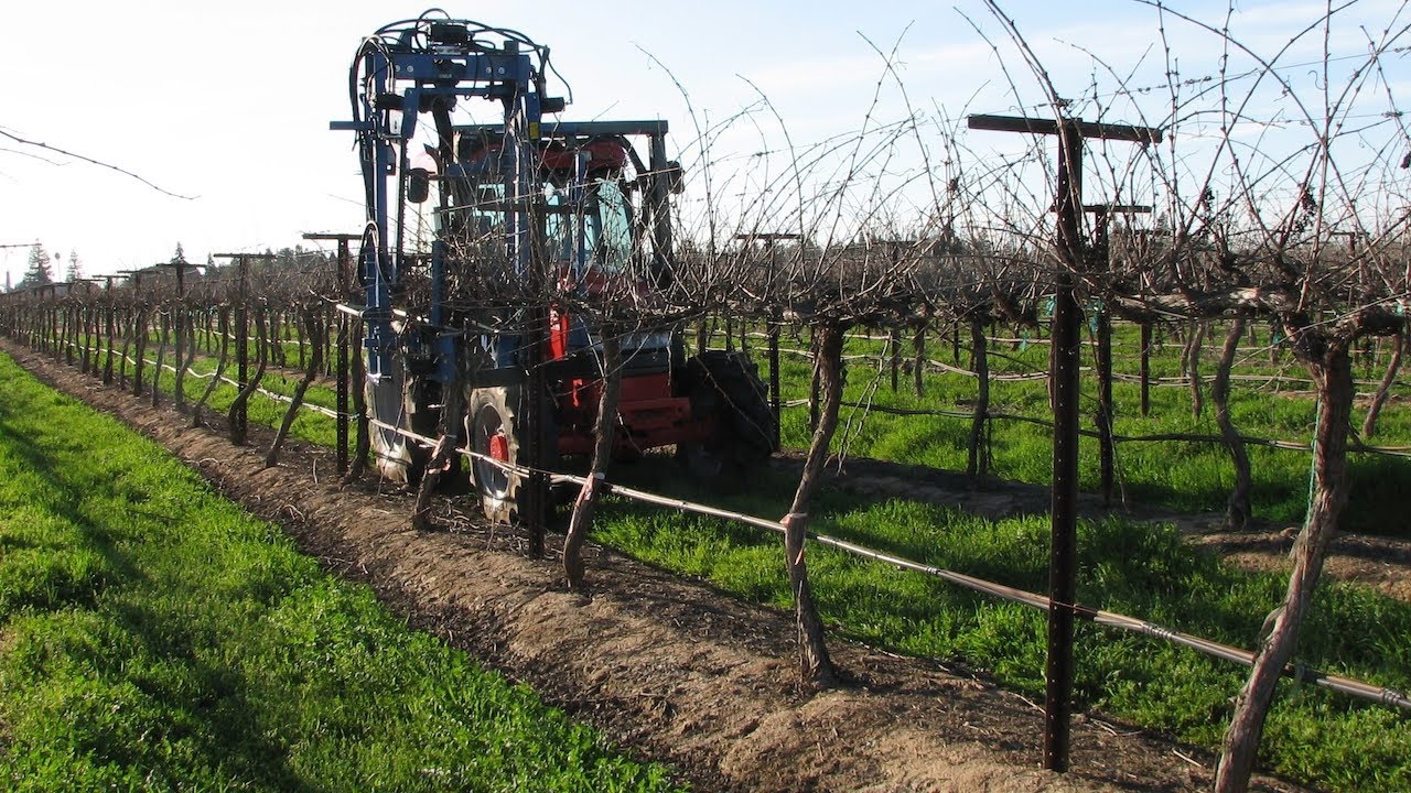 Fully Automated Wine Grape Vineyard Pruning Becomes More Economical