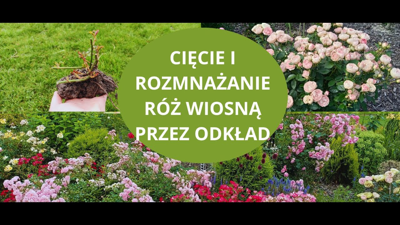 Cięcie i ukorzenianie róż wiosną. Łatwy sposób.
