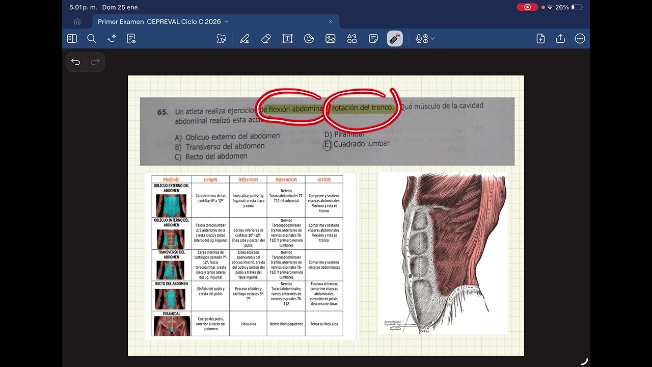 Primer examen CEPREVAL ciclo C 2026 (curso de Anatomía)
