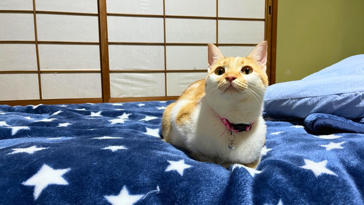 Кошачий рай 🐈 Японский рёкан с кошками в Японии | Сложно забронировать номер!!