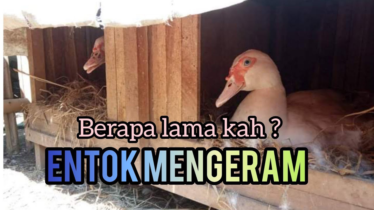 Berapa hari, Indukan ENTOK   MENGERAM sampai MENETAS ?? ini penjelasan Nya !!!